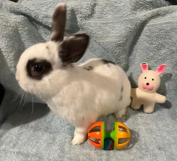 For Adoption Harper