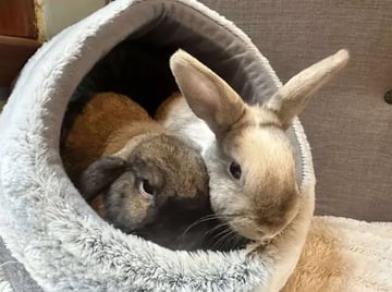For Adoption Peanut & Harlie