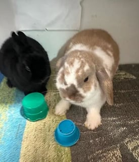 For Adoption Lola & Mitsy 