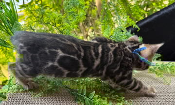 Available Soon BROWN ROSETTED BENGALS 