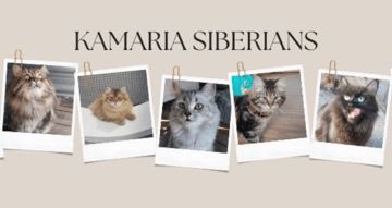 Available Soon Siberian Cats