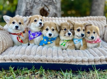 Available Now Corgi Puppies
