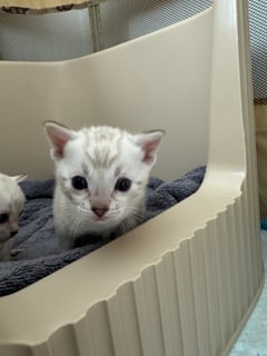 Available Soon Bengal kittens available December 2025