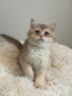 Available Now Blue GoldenShaded BSH girl (AY11)