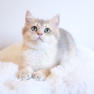 Available Now Blue GoldenShaded BSH girl (AY11)