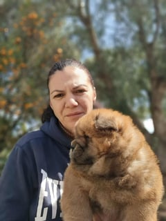 Available Now Chow Chow Puppy available 