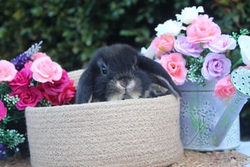 Available Soon The Cutest Vaccinated Wellbred Mini Lop Baby Boys!