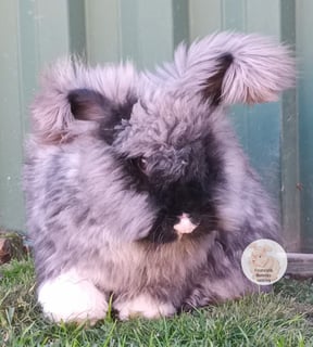 Available Now Beautiful Purebred English Angora bunnies rabbits