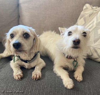 For Adoption Bailie and Ziggy