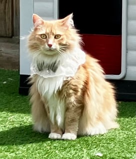For Adoption Willy Belle - Total Sweetheart