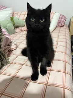For Adoption Jiji Mewell - Curious Void