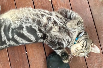 For Adoption Koko King - Tough Cuddle Monster
