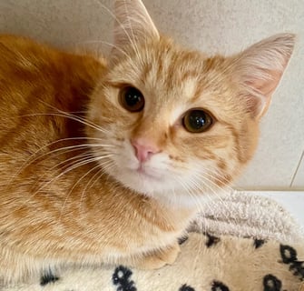For Adoption GeeGee King - Sweet Gentle Soul