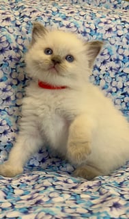 Available Now Pedigree Ragdoll Kittens 