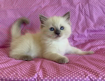 Available Now Pearlz Ragdolls - Kittens 