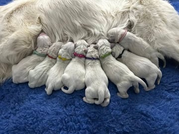 Available Now ANKC Golden Retriever Puppies