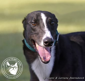 For Adoption Logie (Racing name Balfe Street Boy)