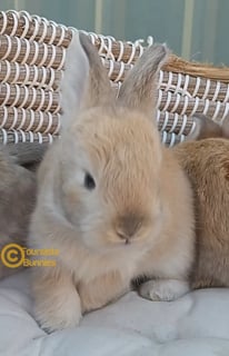 Available Soon Purebred English Angora baby rabbits bunnies 