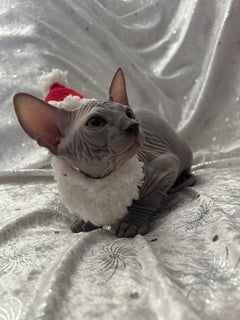 Available Now Pure registered Sphynx Boys Available Now Pure registered Sphynx Boys