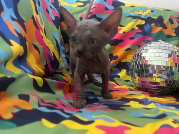 Available Now Pure registered Sphynx Boys