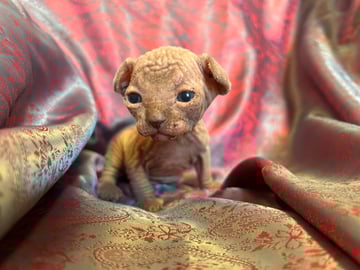 Available Now Pure registered Sphynx Boys