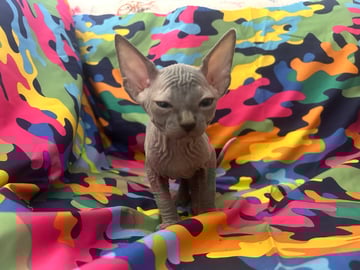 Available Now Pure registered Sphynx Boys