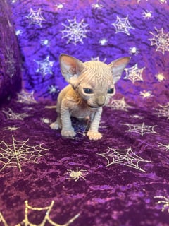Available Now Sphynx Light Blue Girl
