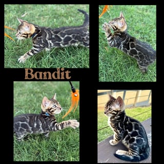 Available Soon Bengal kittens - brown rosetted 