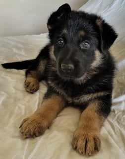 Available Soon German Shepherd Puppies