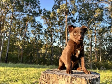 Available Now Chocolate Kelpie Pup