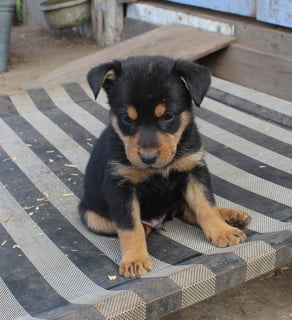 Available Soon Black and Tan Male and Female Kelpie Pups