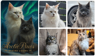 Available Now Cream Silver and Black Smoke with White Maine Coon Boys 