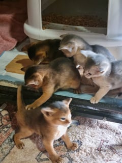 Available Soon Abyssinian Kittens