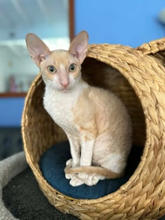 Available Now Cornish Rex kitten available 