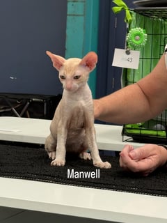 Available Now Cornish Rex kittens available 