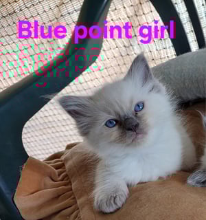 Available Soon Pedigree Ragdoll kittens (with papers)
