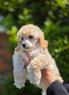 Available Now Ankc registered Toy Poodles  Available Now Ankc registered Toy Poodles