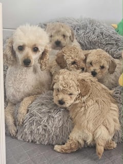 Available Now Toy Poodles 