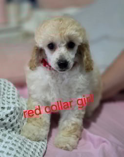 Available Now Ankc registered Toy Poodles  Available Now Ankc registered Toy Poodles