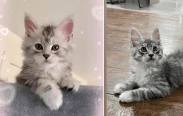 Available Soon Maine coon kittens nearly here