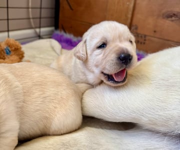 Available Soon Gorgeous Yellow Female Labrador Puppies