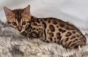 Available Now Pedigree Bengal kittens 