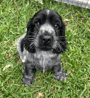 Available Soon Cocker Spaniel Puppies