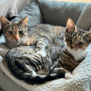 For Adoption Bonded Besties