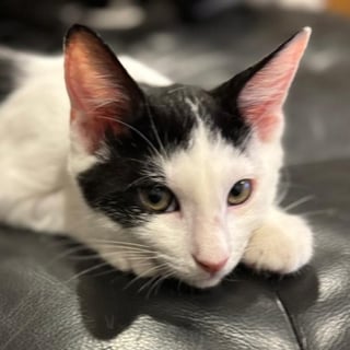 For Adoption Pirate