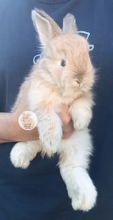 Available Soon Purebred English Angora baby rabbits bunnies 