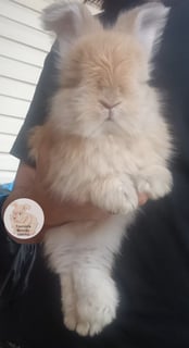 Available Soon Purebred English Angora baby rabbits bunnies 