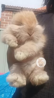 CHOCOLATE TORT BOY Available Soon Purebred English Angora baby rabbits bunnies