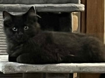For Adoption Liquorice Six - Goofy and Gorgeous