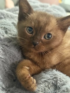 For Adoption BEAUTIFUL PEDIGREE BURMESE KITTENS